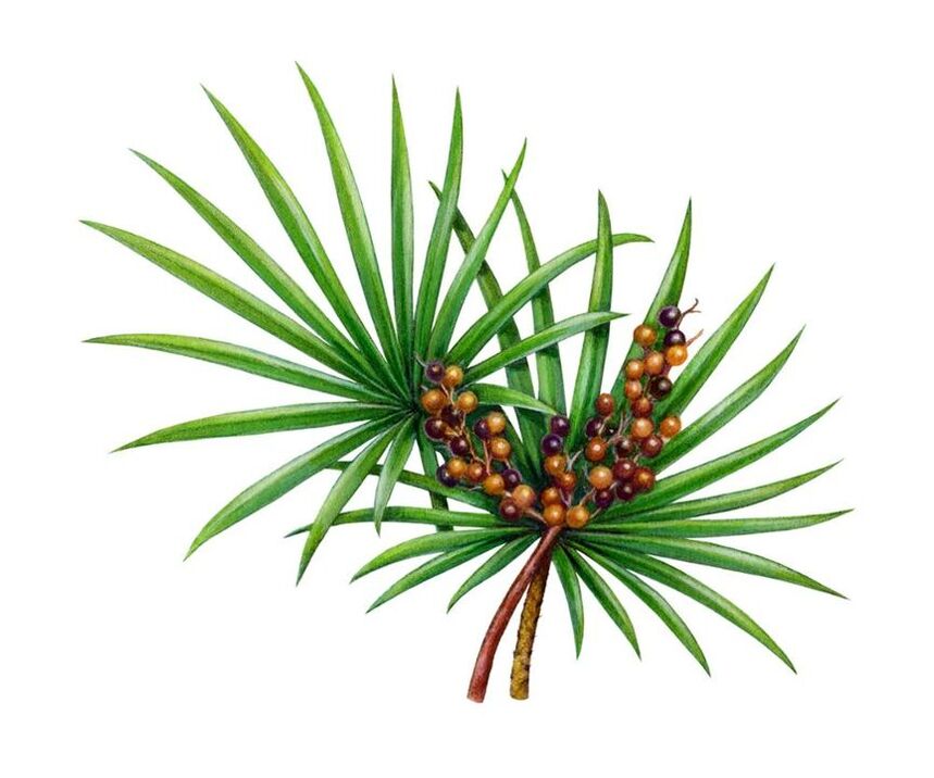 Výťažok z ovocia Saw palmetto v Prostamin Forte