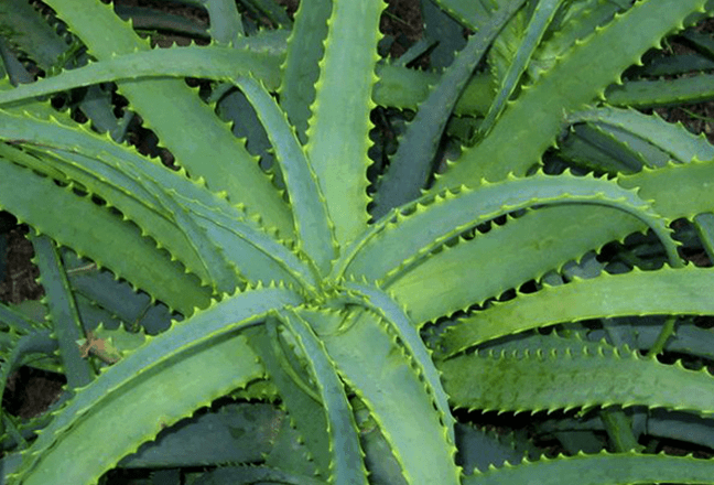 Kalanchoe lieči mužskú chorobu