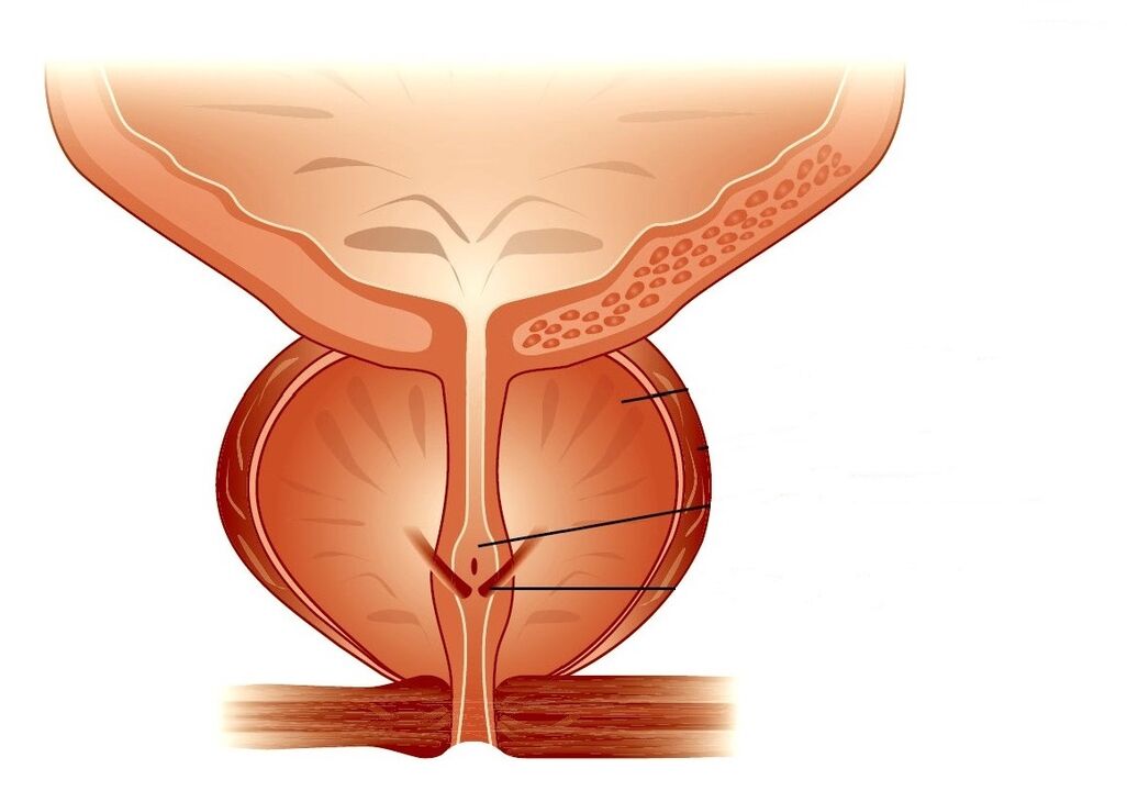 štruktúra prostaty a chronická prostatitída